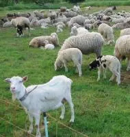 Смесь пастбищная для коз и овец