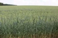 Семена яровой пшеницы сорта Дарья (ЭС)