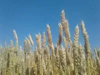 Элитные семена озимой пшеницы Новоершовская