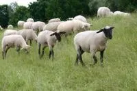 Премиксы для овцематок