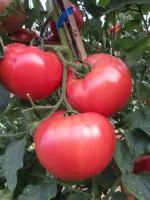 Семена индетерминантных томатов (розовые, черри)