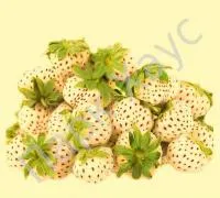 Рассада клубники Pineberry белая ананасная