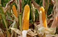 Семена кукурузы Белкорн 250 МВ ФАО 220 F1