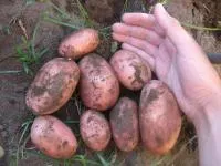 Картофель продовольственный. Новый урожай 2016