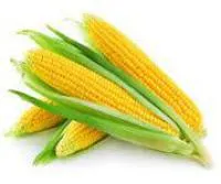 Семена кукурузы Монсанто
