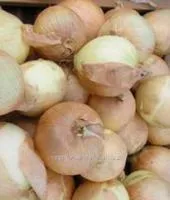 Семена лука репчатого Музыка F1