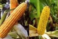 Семена кукурузы Пионер ПР39Б29