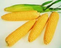 Семена кукурузы НК Гитаго