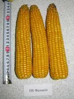 Семена кукурузы НК Фалькон