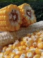 Семена кукурузы Пионер ПР39А50