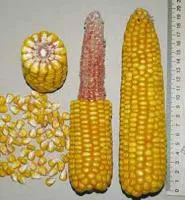 Семена кукурузы Пионер ПР39Х32