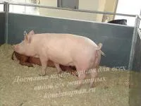 Комбикорм для откорма свиней до жирных кондиций