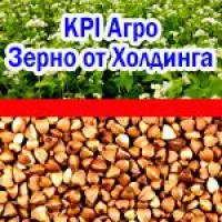 Гречка и пищевая гречка от Агрохолдинга КиПиАй