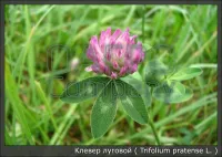 Семена клевера лугового Trifolium pratense