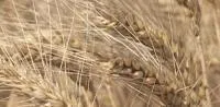 Семена пшеницы Ластивка Одесская