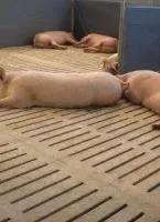 Бетонно-щелевые решетки для свиней Dahmira