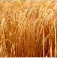 Семена пшеницы Жайвир