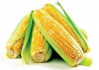 Гибриды семена Кукурузы (Pioneer, Singenta, Monsanto, NS, Limagrain)