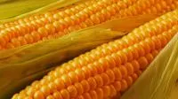 Гибриды семена кукурузы (Пионер, Pioneer)