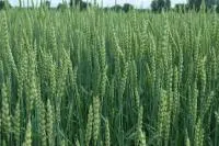 Пшеница НОВОСИБИРСКАЯ 41, элитные семена (мешок 40 кг)