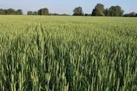 Пшеница яровая Новосибирская 16, оригинальные семена суперэлита