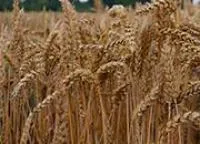 Семена пшеницы озимой Натула