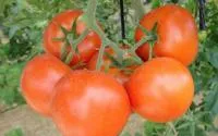 Семена томатов Афамия F1