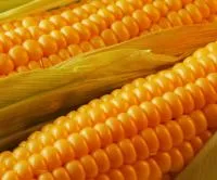 Семена кукурузы Краснодарский 291 МВ