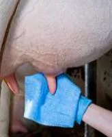Многоразовые индивидуальные салфетки для очистки сосков вымени коров синие UT 507