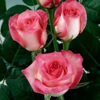 Саженцы розы Candia, флорибунда
