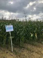 Семена гибрида кукурузы Обский 140 СВ