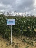 Семена гибрида кукурузы Кубанский 102 МВ