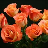 Саженцы розы Bengali, флорибунда