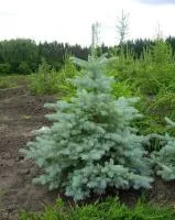 Колючая серебрянная(Picea pungens glauca).