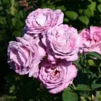 Саженцы розы Индиголетта