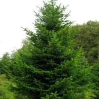 Саженцы Ели обыкновенной Picea abies