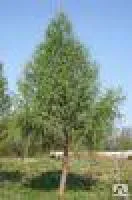 Саженцы Лиственница Европейская европейская (Larix decidua), высота 3-3,5 м, ком