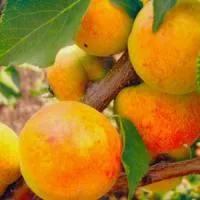 Саженцы абрикоса «ФАВОРИТ»