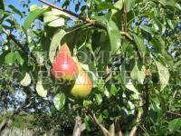 Саженцы груши "Нарядная Ефимова"