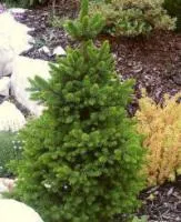 Picea abies (ель обыкновенная) 'Wills Zwerg'