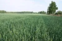 Семена яровой пшеницы сорт Злата, первой репродукции