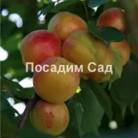 Саженцы абрикоса Новоспасский