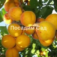 Саженцы абрикоса Орловчанин