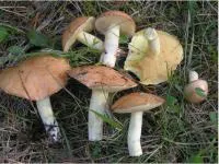 Мицелий грибов Масленок обыкновенный