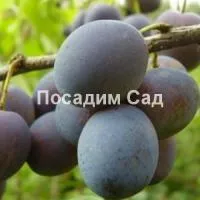 Саженцы сливы Синий дар