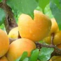 Саженцы абрикоса Десертный