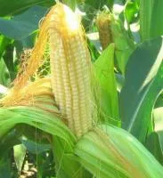 Гибриды семена кукурузы П7709, П8400, ПР37Н01, ПР39Д81, ПР39Ф58 (Пионер, Pioneer)