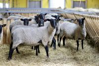 Овцы романовской породы племенные, чистокровные