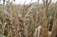 Чебаркульские семена пшеницы элита
