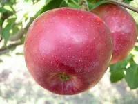 Саженцы яблони Беркутовское